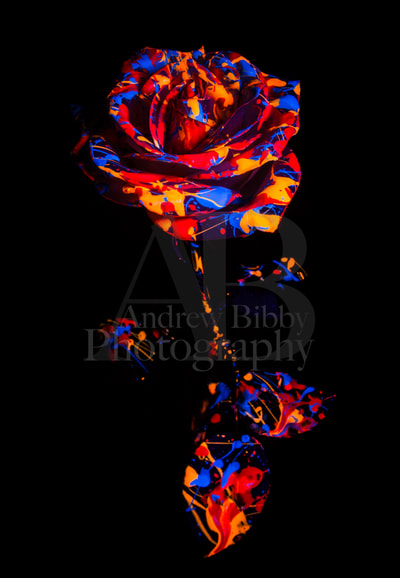 abstract photo, neon paint, painted rose, art