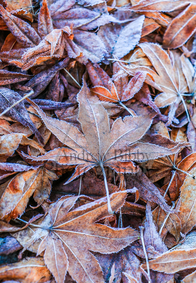 winter, frost, maple leaves, art