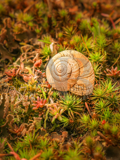 abstract photo, snail shell, art