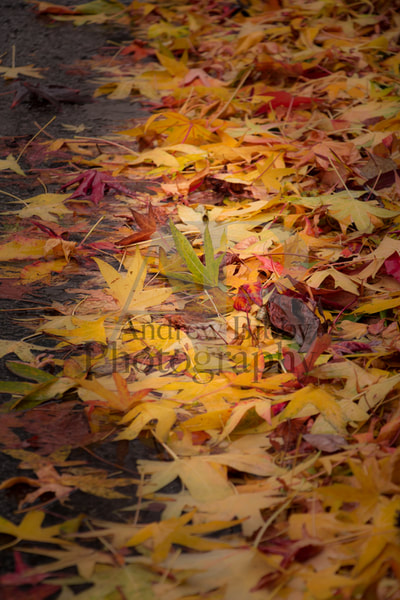 fall, autumn, maple leaves, art