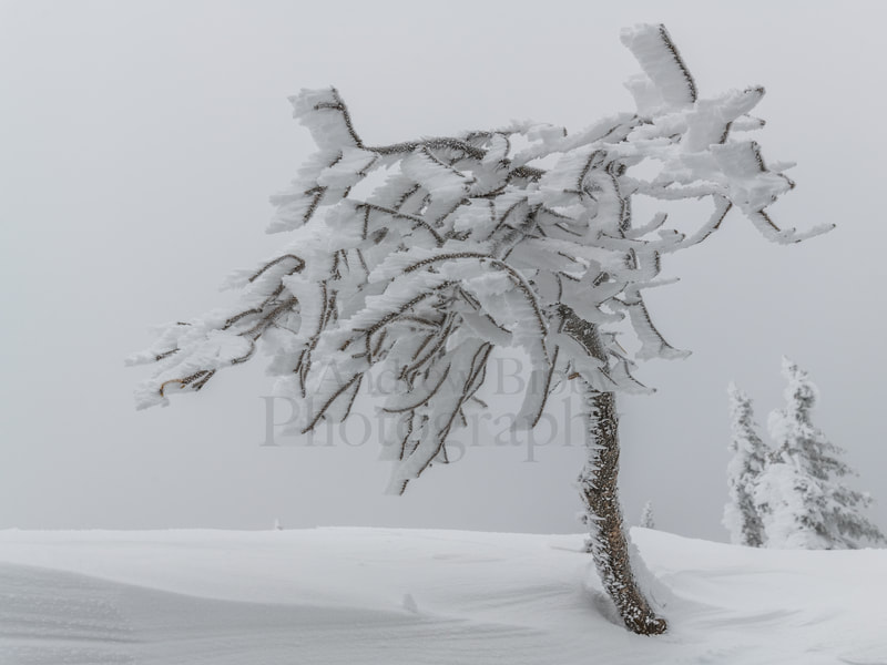 Ice, Snow, Winter, Tree, Mount Thompson