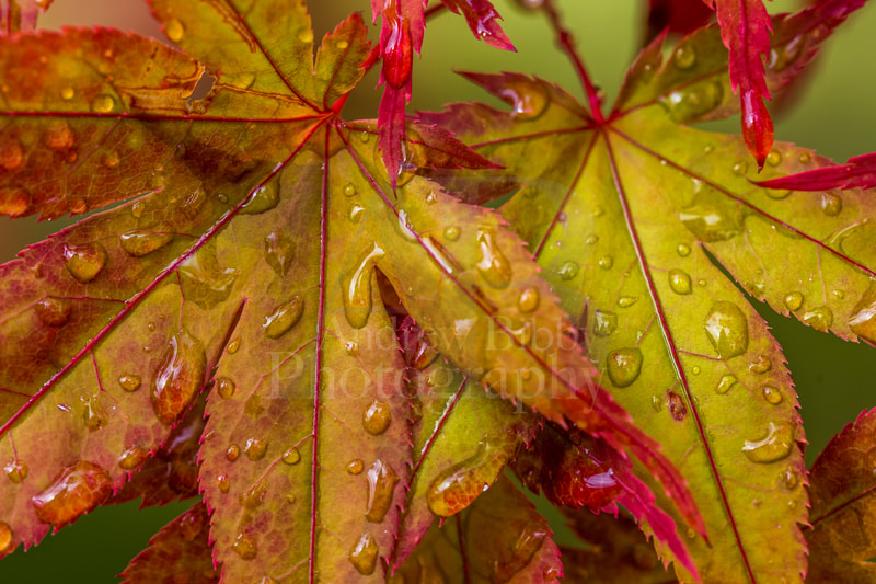 Japanese Maple, Maple, Leaf, Leaves, Fall Colours, Autumn Colours, Rain, Raindrops 