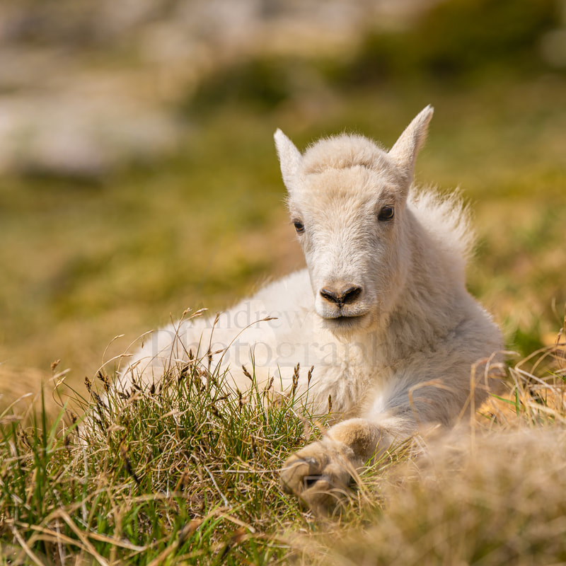 Mountain Goat, Kootenay Wildlife