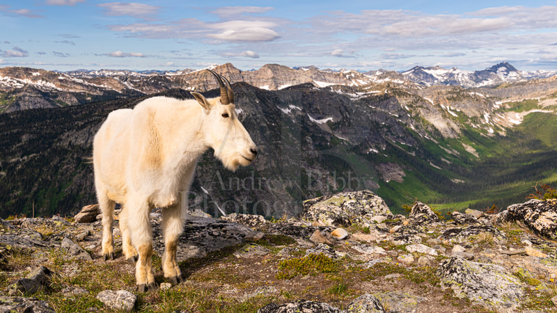 Mountain Goats, Mount Gimli, Kootenay Wildlife
