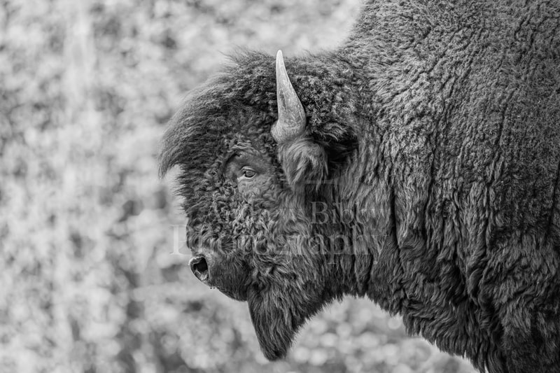 Bison, Northern B.C. bison