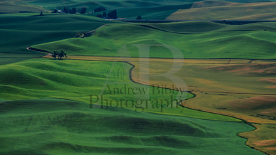 Palouse, Grain fields, Wheat Fields, Art