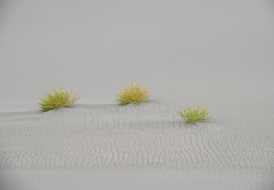 Bruneau Sand Dunes, Sand dunes, Tumble weeds, Art