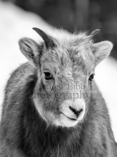 Bighorn Sheep, Bighorn Lamb, Kootenay Wildlife, Art