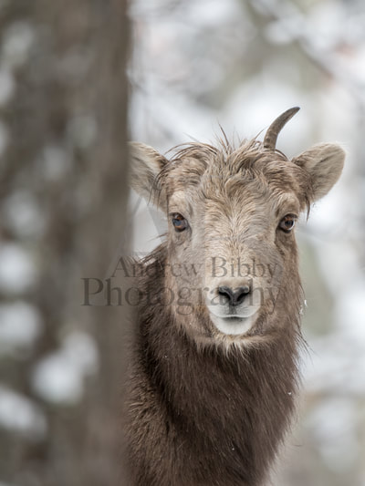 Bighorn Sheep, Bighorn Lamb, Kootenay Wildlife, Art