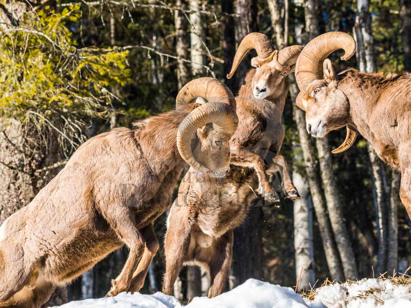 Bighorn Rams, Bighorn Sheep, Headbutt, Kootenay Wildlife, Art