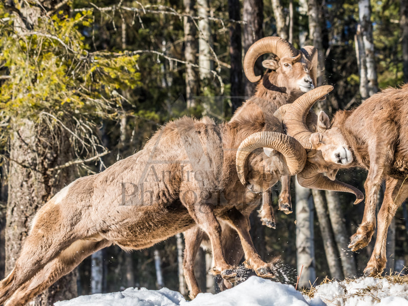 Bighorn Rams, Bighorn Sheep, Headbutt, Kootenay Wildlife, Art