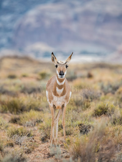 Pronghorn Antelope, Pronghorn, Art