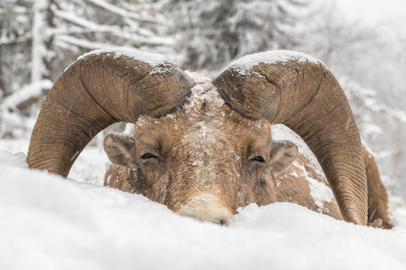 Bighorn Ram, Bighorn Sheep, Kootenay Wildlife, Art