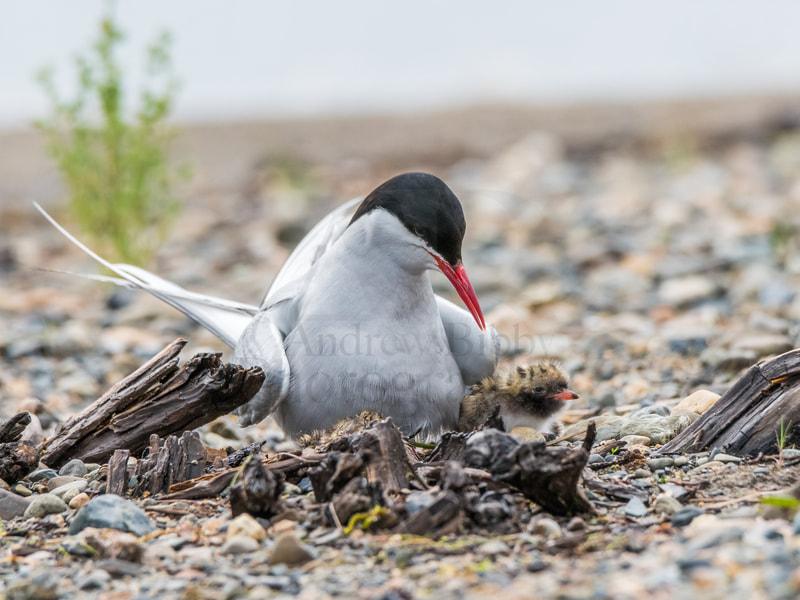 Arctic Tern, Yukon